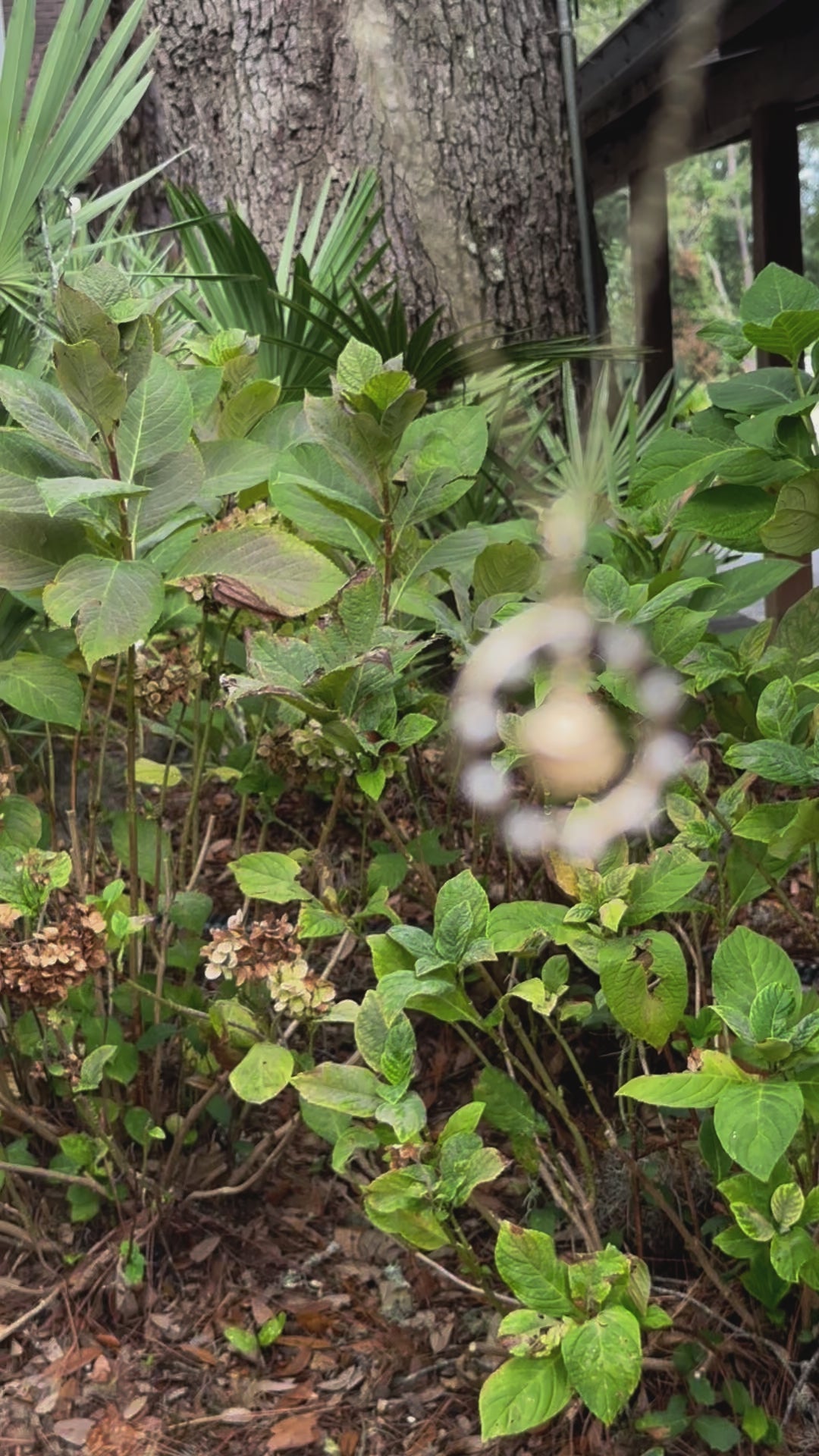 Loyal's Halo Pawleys Island Shell Pendant - 14k Yellow Gold